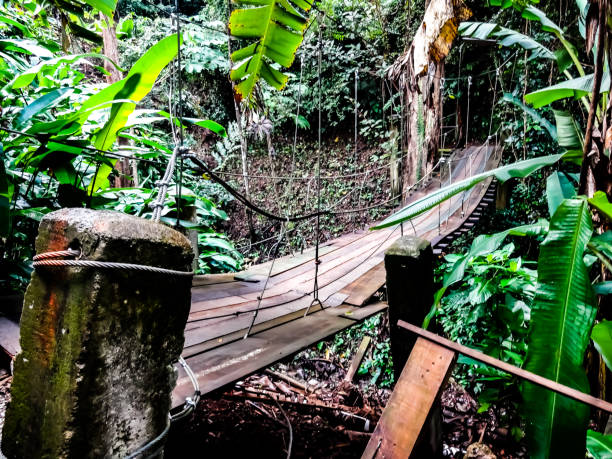 istock Suspension bridge in the rainforest 1335530469