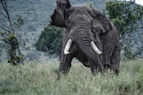 An old African elephant (Loxodonta) bull with large tusks and a torn ear in attack mode. Location: Masai Mara, Kenya, directly at the border to Serengeti, Tanzania.