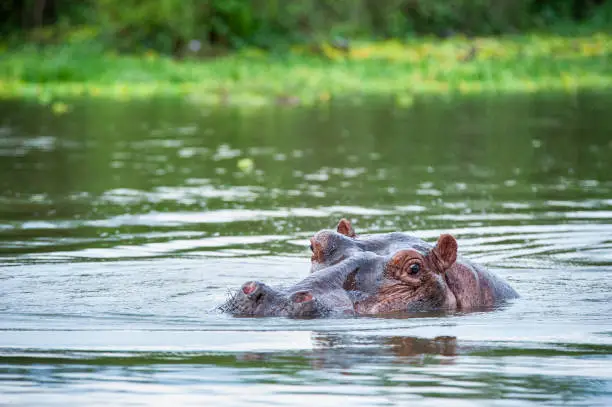 Photo of Low angle portrait of a swimming hippo