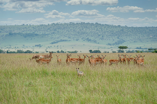 Black-backed Jackal (Canis mesomelas) in front of a herd of impala antelopes (Aepyceros melampus). Location: Masai Mara, Kenya, directly at the border to Serengeti, Tanzania.