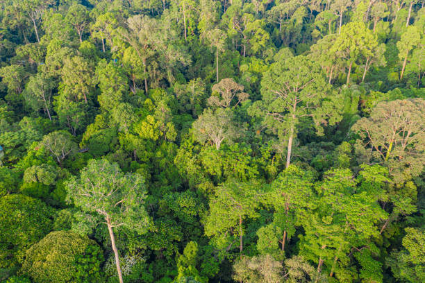 aerial top view forest tree, tropical rainforest ecosystem and healthy environment concept and background, texture of green tree forest view from above. - coastline aerial view forest pond imagens e fotografias de stock