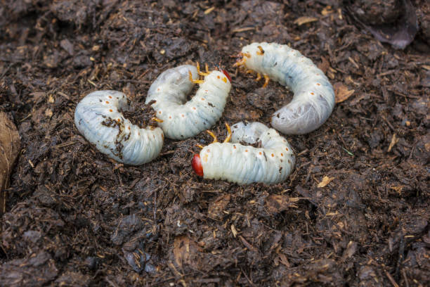 May beetle larvae in compost. They harm plant roots May beetle larvae in compost, they are agricultural pests pub food stock pictures, royalty-free photos & images