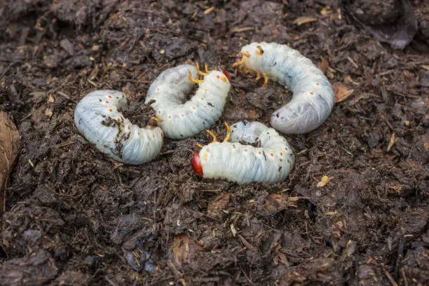 May beetle larvae in compost, they are agricultural pests