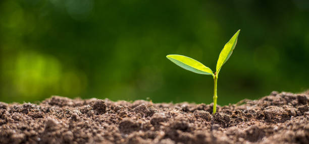 istock The Sapling are growing from the soil with sunlight 1335538384
