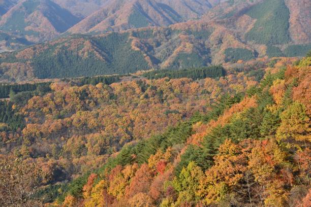 istock Mountains covered with red trees in autumn 1335538479