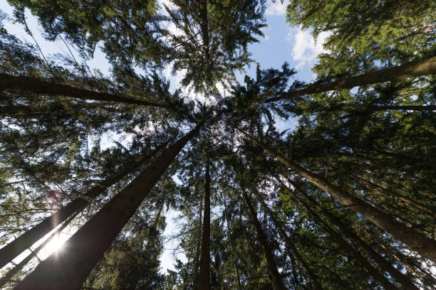 istock Looking up Green forest. Trees with green Leaves, blue sky and sun light. Bottom view background 1335538492