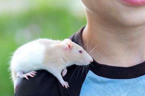 Boy holds cute domestic rat on top of his shoulder. High quality photo.