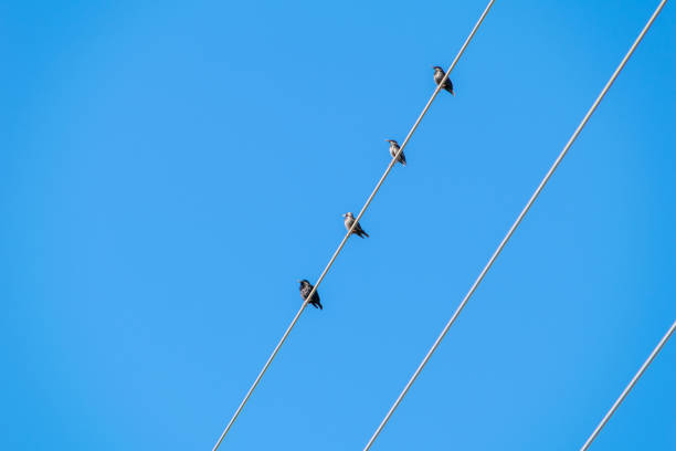 istock Four small birds sitting on power lines 1335540051