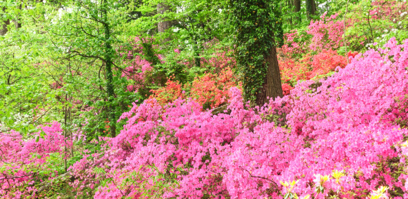 A wooded hillside is covered with colorful spring time azaleas.