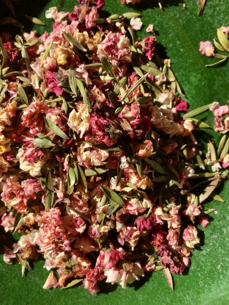 suszone manuka (leptospermum scoparium) kwiaty i liście - manuka zdjęcia i obrazy z banku zdjęć