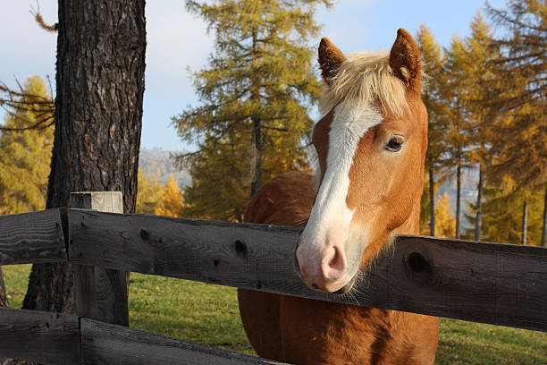 portait de jovem cavalo haflinger - hafling imagens e fotografias de stock