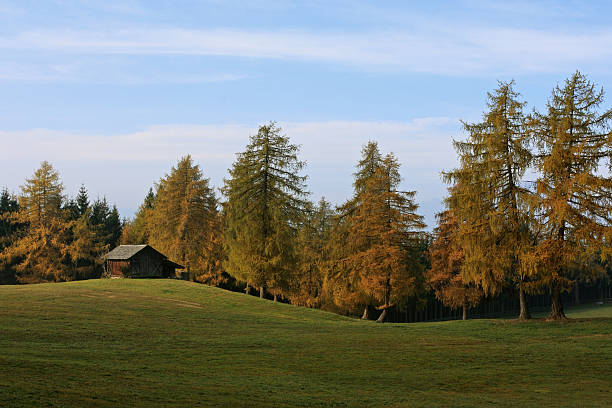 Autumnal scenery on Salten-Plateu Autumnal scenery on Salten-Plateu (South Tyrol) with hut. The Salten is one of the most beautiful larch meadows in the Alpine region.  avelengo stock pictures, royalty-free photos & images
