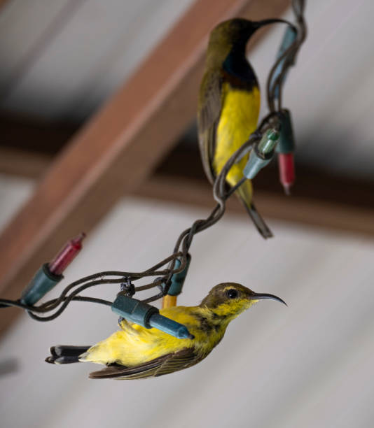 istock selective focus small olive backed sunbird hanging on christmas light lines . beauty couple tiny bird yellow and blue color in garden. 1335543296