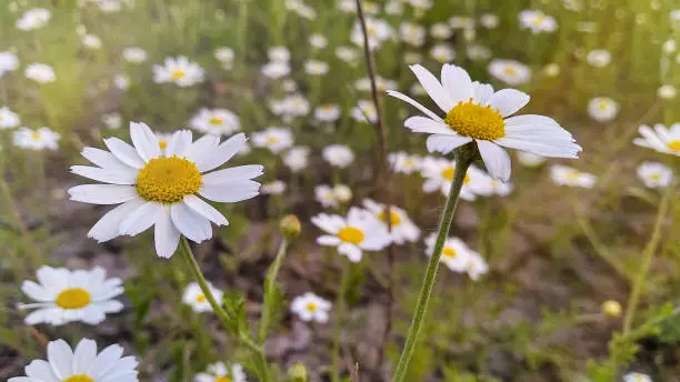 Daisy flowers in meadow