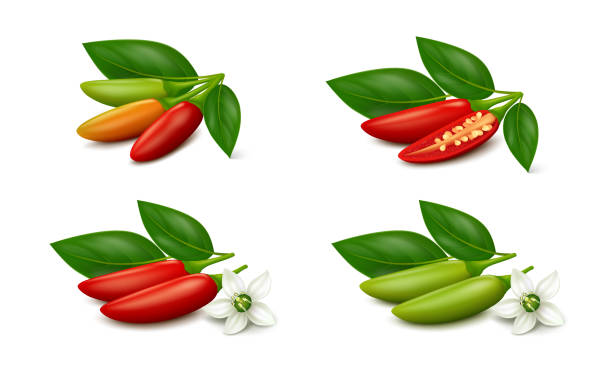 Ripe and unripe bird's eye chili pepper pods with flower and leaves isolated on white background Green (unripe) and red (ripe) bird's eye chili peppers with flower and leaves, halved and whole pods, isolated on white background. Realistic vector illustration. two objects vegetable seed ripe stock illustrations