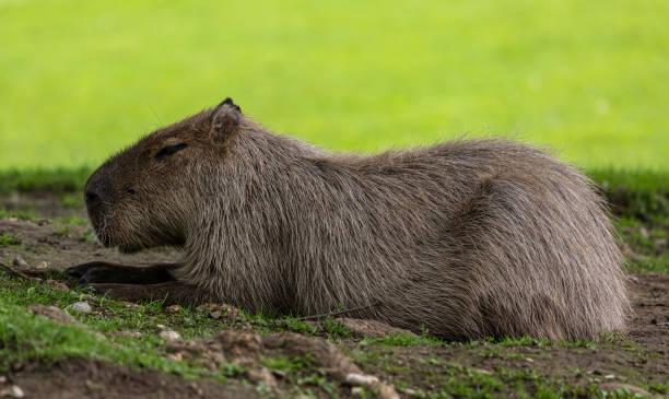 istock Capybara, Hydrochoerus hydrochaeris grazing on fresh green grass 1335545856