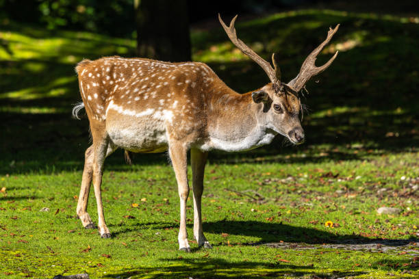 istock The fallow deer, Dama mesopotamica is a ruminant mammal 1335546120