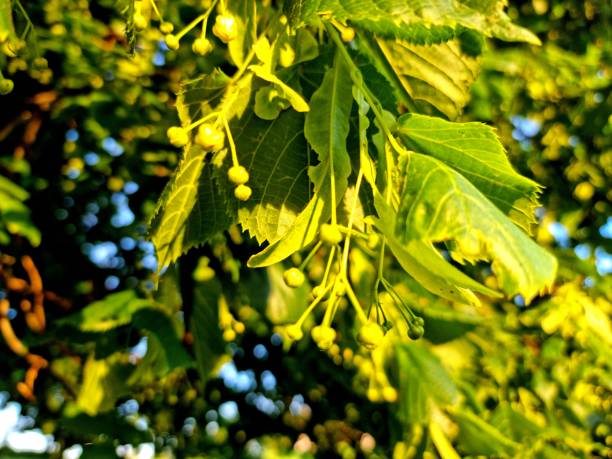 istock Tilia platyphyllos blossoms 1335547051
