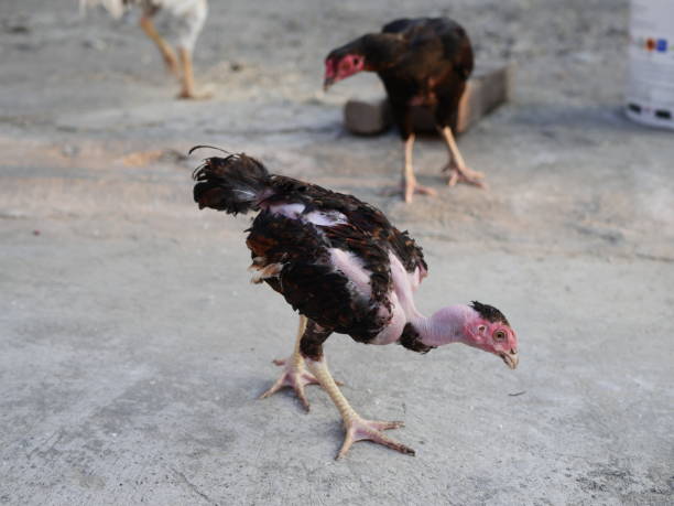 istock Raising chickens to produce eggs and meat to eat 1335548522