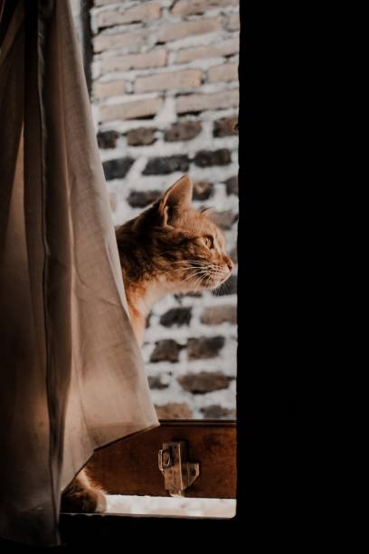 istock The cat behind the window curtains 1335550282