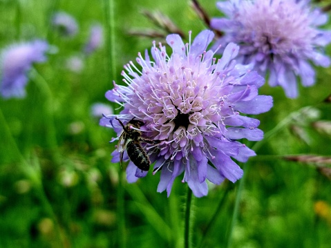 Field scabious flowers with a bee on it captured on a wildflower meadow near Zurich City during springtime.