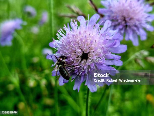 Field Scabious Stock Photo - Download Image Now - Scabious, Bee, Meadow