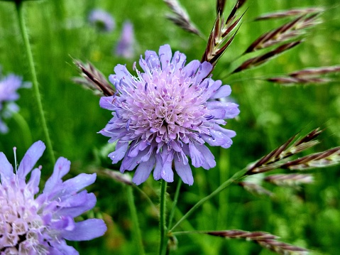 Field scabious flowers on a wildflower meadow near Zurich City during springtime.