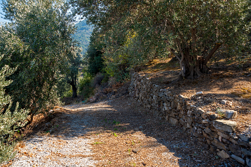 Unpaved path through an olive grove in a rural landscape. Lined by olive trees.