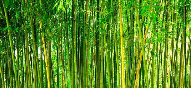 Bamboo thickets in the park, green background with tropical bamboo, web banner for site. High quality photo