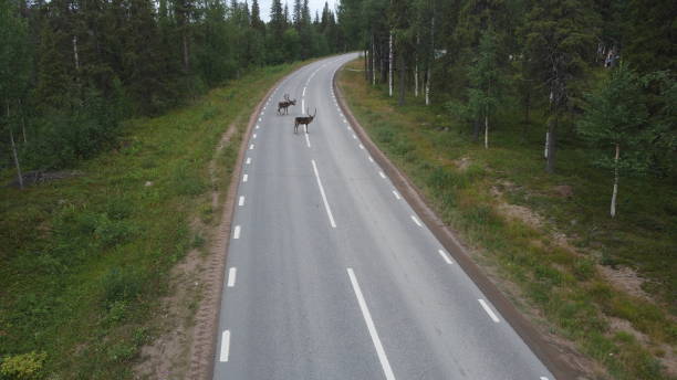 istock Reindeer in the road 1335553450
