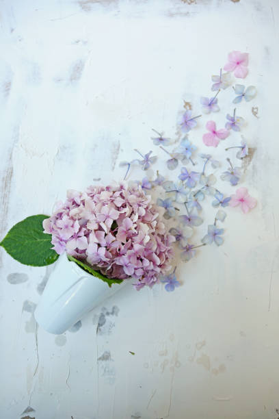 istock hydrangea flower in a porcelain vase 1335554553
