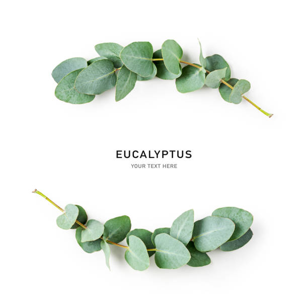 istock Eucalyptus branch and leaves, wreath frame 1335555774