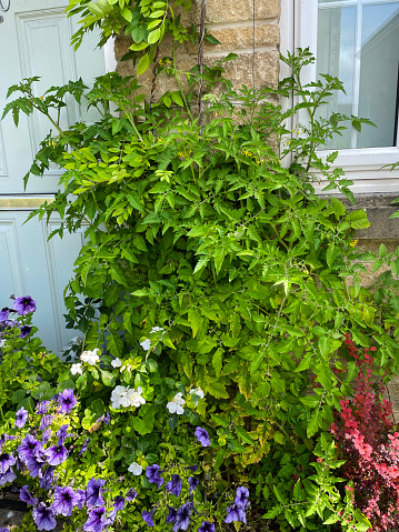 Stock photo showing healthy tomato plant grown from seed in a front garden.