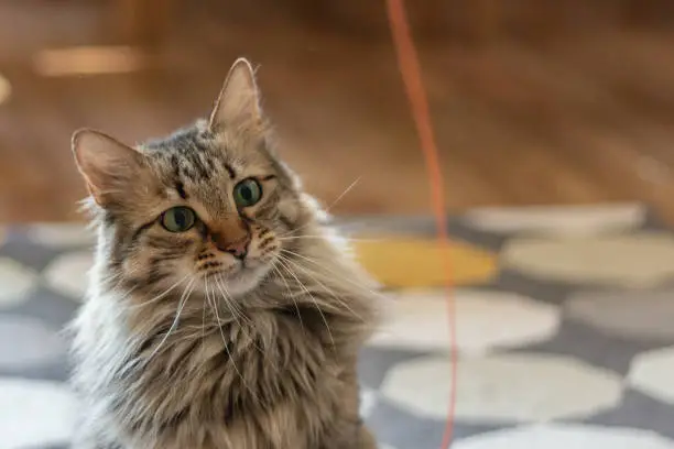 A long-haired tabby cat playing with a thread and looking at the thread like a hunter, a blurry image of carpet on the background.
