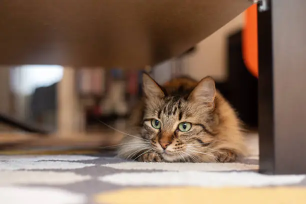 A long-haired tabby cat getting ready to attack her target, lying close to the floor on a coloured carpet.
