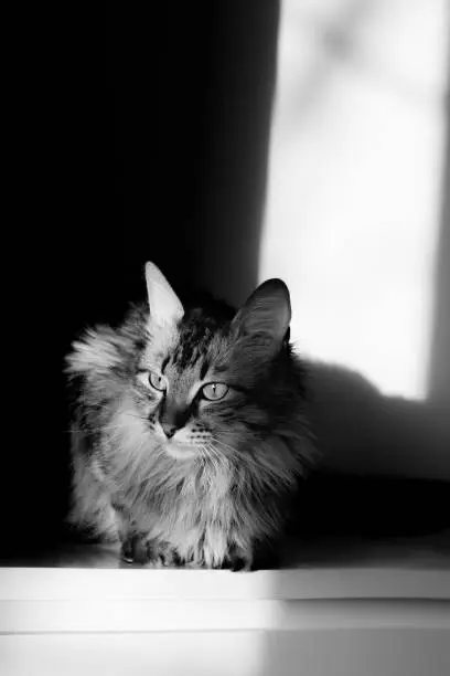 A long haired tabby cat sitting in half shadow, black and white photo.