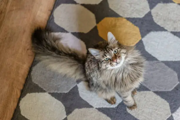 A long-haired tabby cat looking up to her target, on a coloured carpet and wooden floor.
