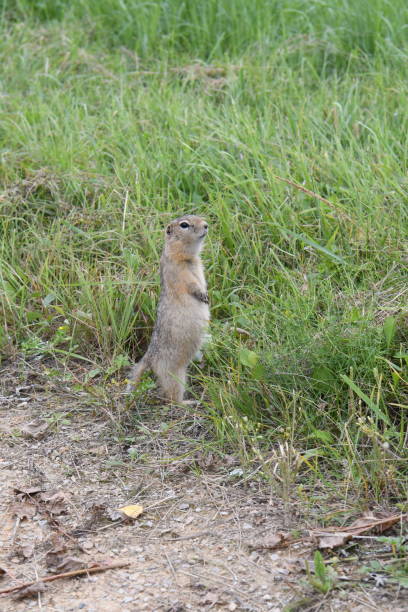 istock a young ground squirrel stands on the ground 1335560296