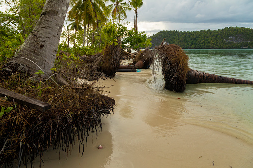 Several palm trees fallen and uprooted due to rising sea levels near East Beach, Friwin Island, Raja Ampat, West Papua