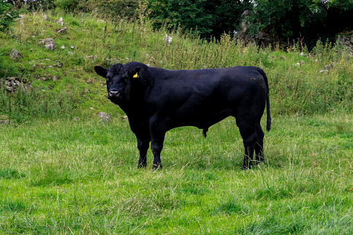 A large black bull stands on its own in a green field in Kilkenny, Ireland. Summertime is peak breeding season on Irish farms for suckler farmers, dairy farmers use a bull later in the breeding season