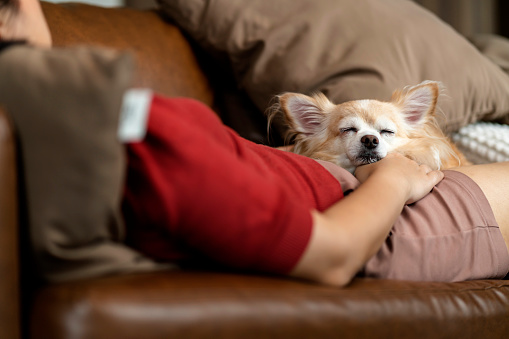 little senior old chihuahua dog relax sleeping with her owner together on sofa couch in living room home interior background,home isolation stay home state order concept