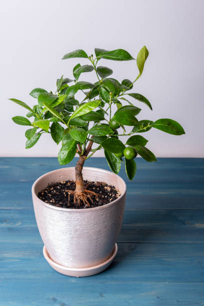 Houseplant Tangerine tree with small young green fruits in a pot on rustic background. Bonsai