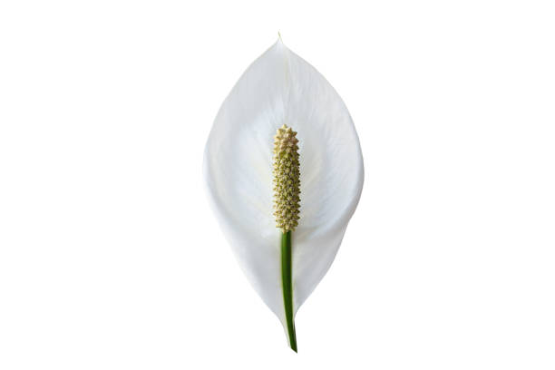 istock Spathiphyllum, isolated on a white background, a beautiful indoor flower 1335561778