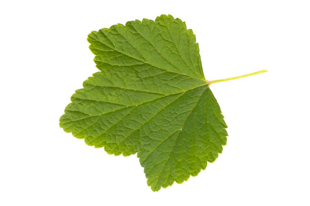 istock A leaf of red currant, isolated on a white background 1335561797