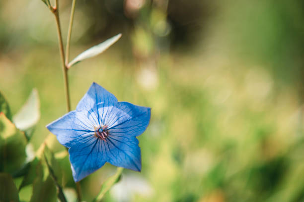 Blue Platycodon grandiflorus or Balloon flower, close up. Copy space.