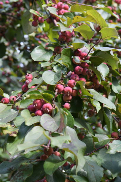 istock red apples ranetki on a branch 1335562805