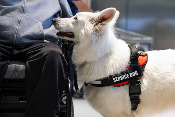 istock Service dog and disabled person 1335562883