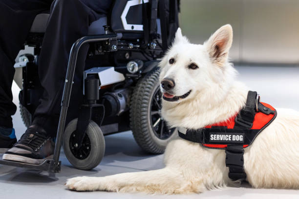 Service dog and disabled person Service dog giving assistance to disabled person on wheelchair. service dog stock pictures, royalty-free photos & images