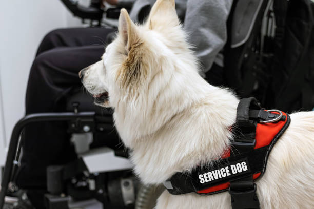 istock Service dog and disabled person 1335562897