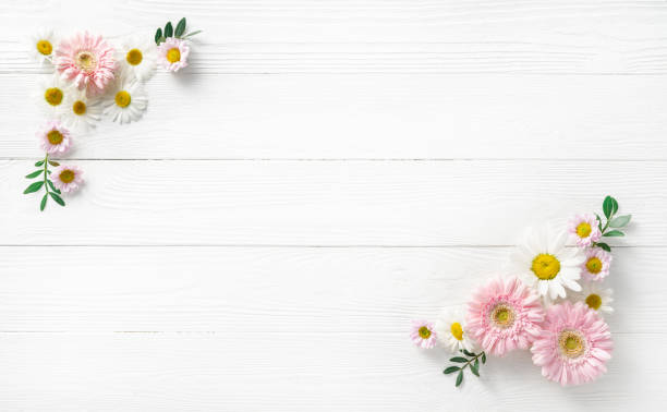 Flowers composition. White flowers on white wooden background. Wedding mockup with pink and white flowers. Flat lay, top view, frame. Gerbera, chamomile flowers. stock photo